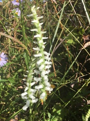 Spiranthes bightensis