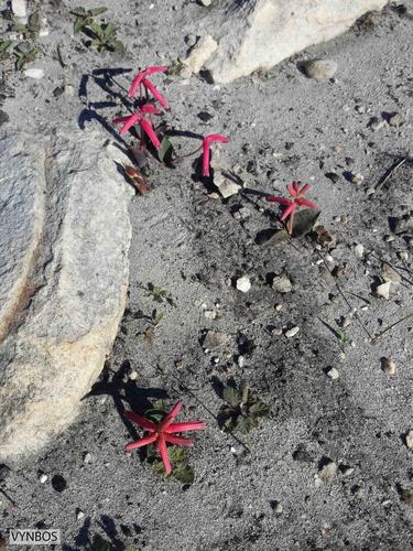 Lachenalia punctata