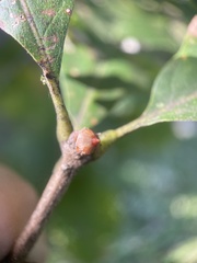 Andricus mamillaformis