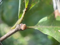 Andricus mamillaformis