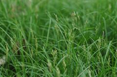 Carex brizoides