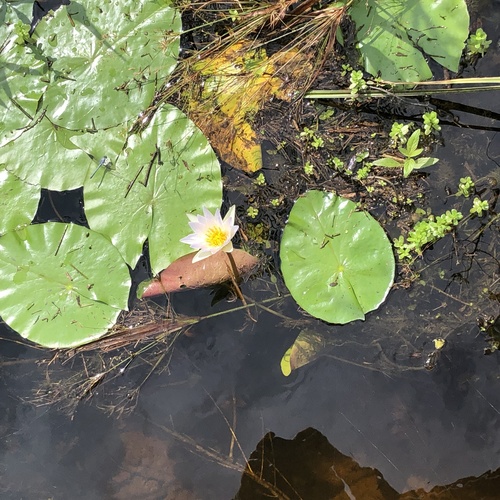 Nymphaea elegans