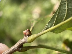 Andricus mamillaformis