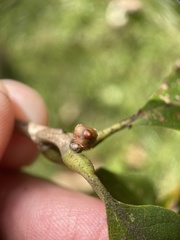 Andricus mamillaformis