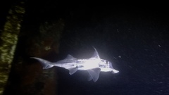 Callorhinchus milii