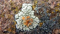 Rhizoplaca subdiscrepans