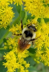 Bombus ternarius