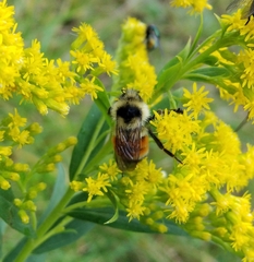 Bombus ternarius