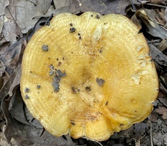 Lactarius croceus