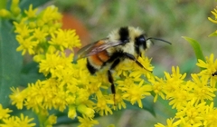 Bombus ternarius