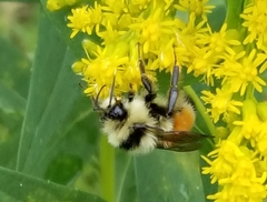 Bombus ternarius