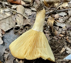 Lactarius croceus