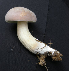 Boletus pseudopinophilus