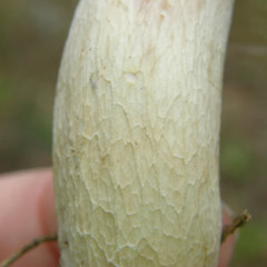 Boletus pseudopinophilus