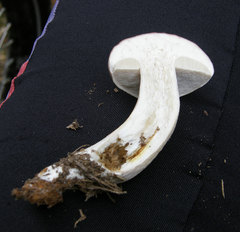 Boletus pseudopinophilus