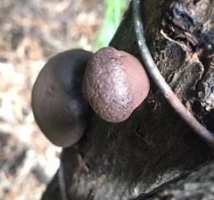 Daldinia concentrica