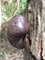 Daldinia concentrica