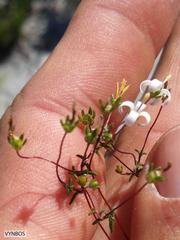 Wahlenbergia pyrophila