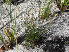 Wahlenbergia pyrophila