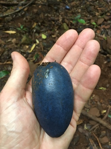 Image of Cassowary Plum (Cerbera floribunda) by (c) Rob Foster, some rights reserved (CC BY)