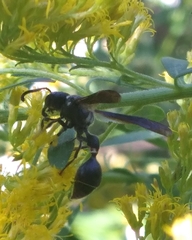 Zethus spinipes variegatus image
