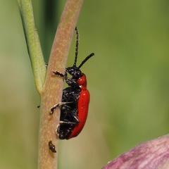 Lilioceris lilii