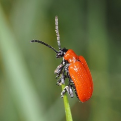 Lilioceris lilii