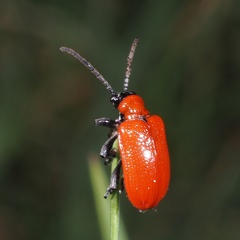Lilioceris lilii