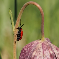 Lilioceris lilii