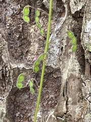 Desmodium lineatum