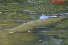 Colossoma macropomum