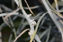 Rhopalomyia chrysothamni