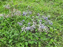 Eryngium caeruleum