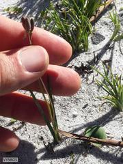 Tulbaghia