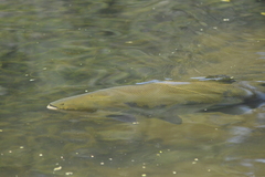 Colossoma macropomum