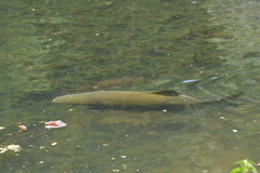 Colossoma macropomum