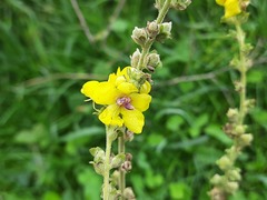 Verbascum chaixii