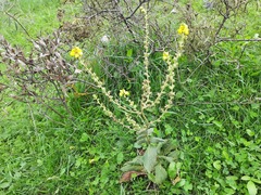 Verbascum chaixii