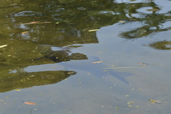 Colossoma macropomum