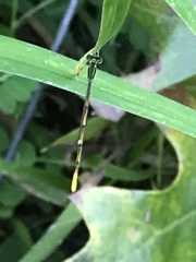 Ischnura hastata image