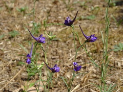 Delphinium halteratum