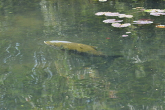 Colossoma macropomum