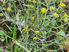 Bupleurum exaltatum