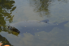 Colossoma macropomum
