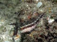 Parablennius marmoreus