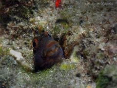 Parablennius marmoreus