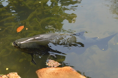 Colossoma macropomum