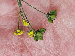Bupleurum exaltatum