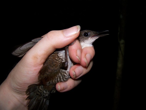 Southern Nightingale-Wren (Microcerculus marginatus), photo 10