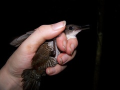 Microcerculus marginatus